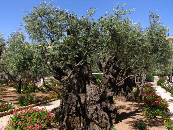 Israel-269-Ölbaum-3000