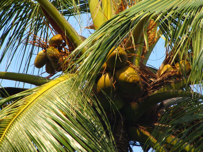 Malediven-Fihalhohi-0047