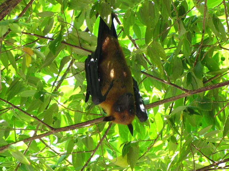 Malediven-Fihalhohi-0068-Flughund