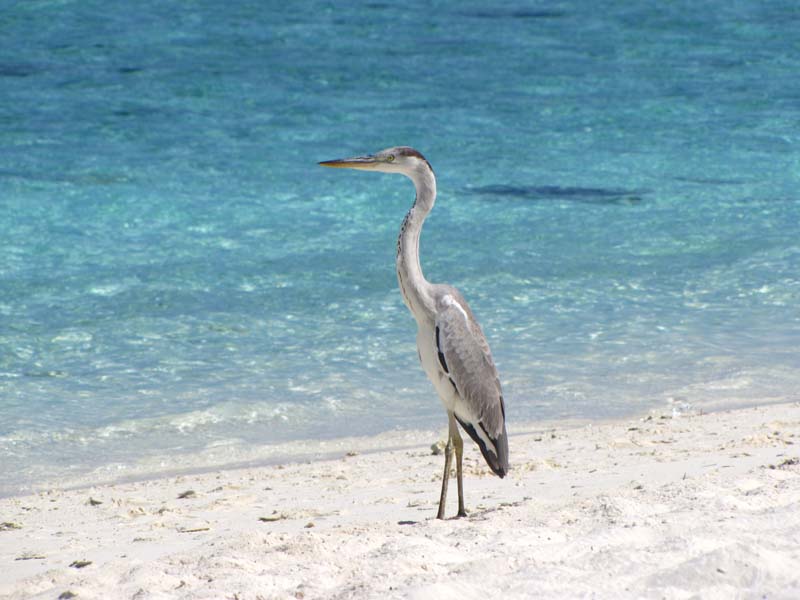 Malediven-Fihalhohi-0099-Graureiher