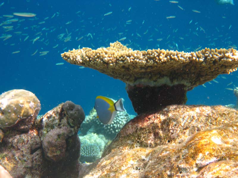 Malediven-Fihalhohi-0114