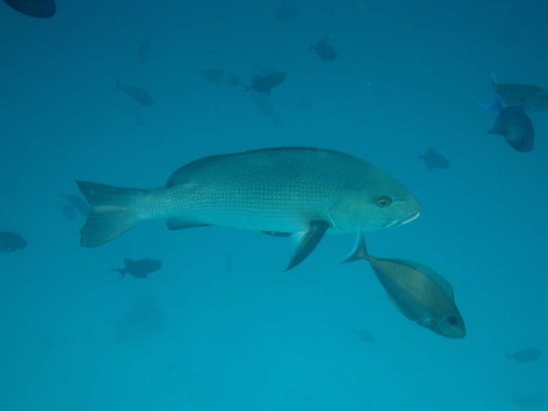 Malediven-Fihalhohi-0147-Ruderbarsch