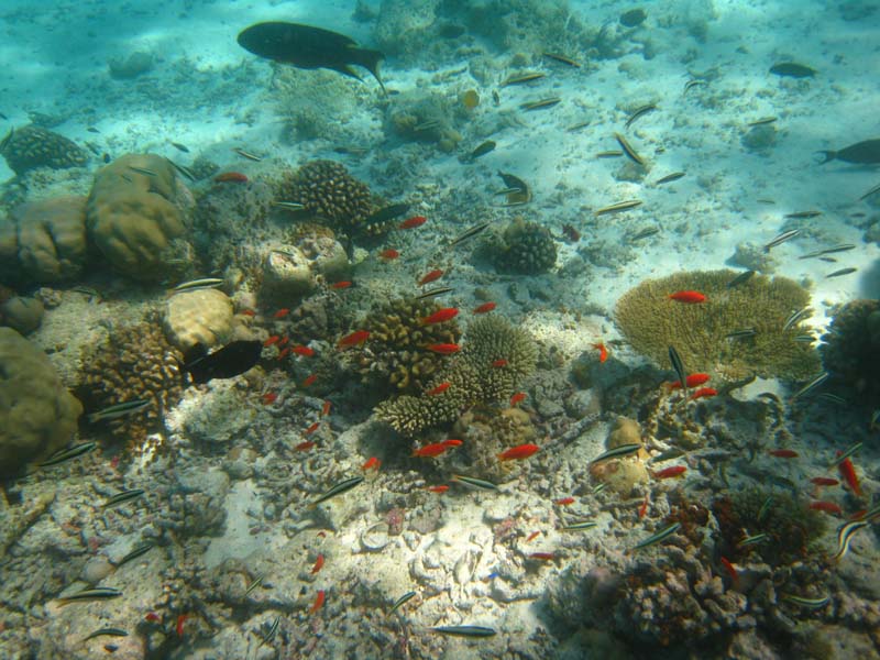 Malediven-Fihalhohi-0167-Riffbarsche