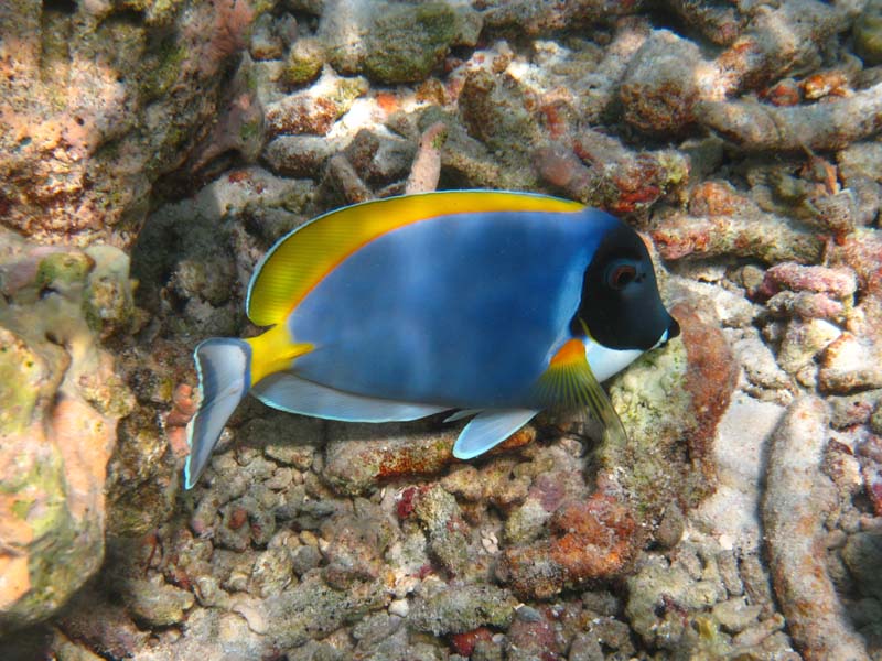 Malediven-Fihalhohi-0182-Weisskehl-Doktorfisch