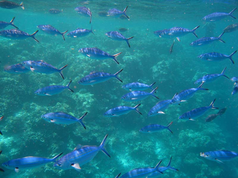 Malediven-Fihalhohi-0205-Vielstreifen-Fuesilier