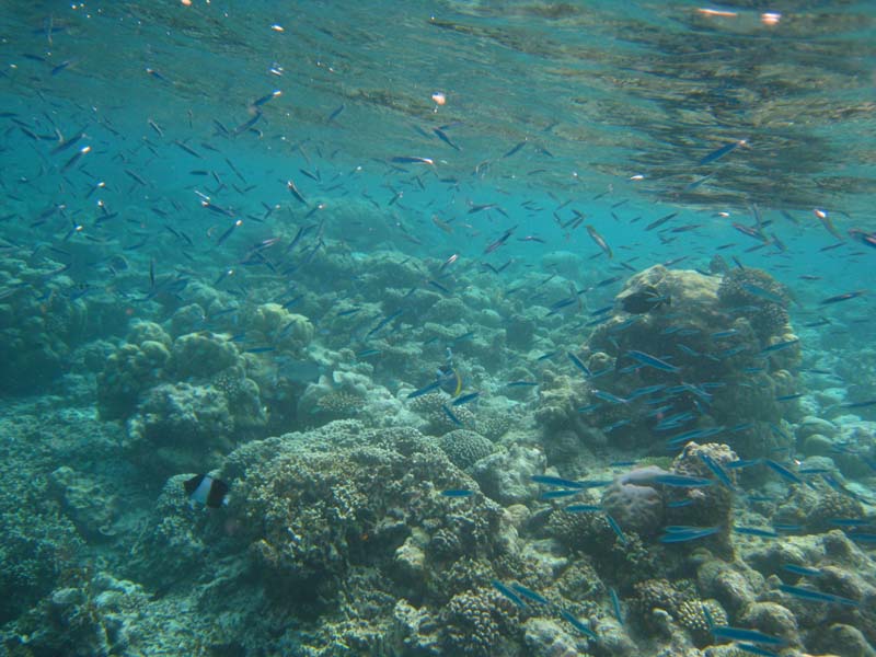 Malediven-Fihalhohi-0207-Heringe