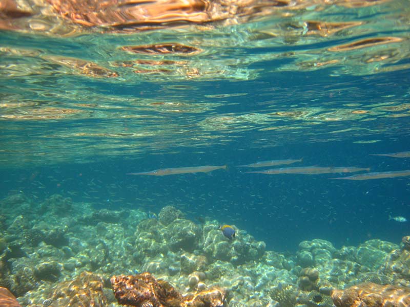 Malediven-Fihalhohi-0210-Floetenfisch