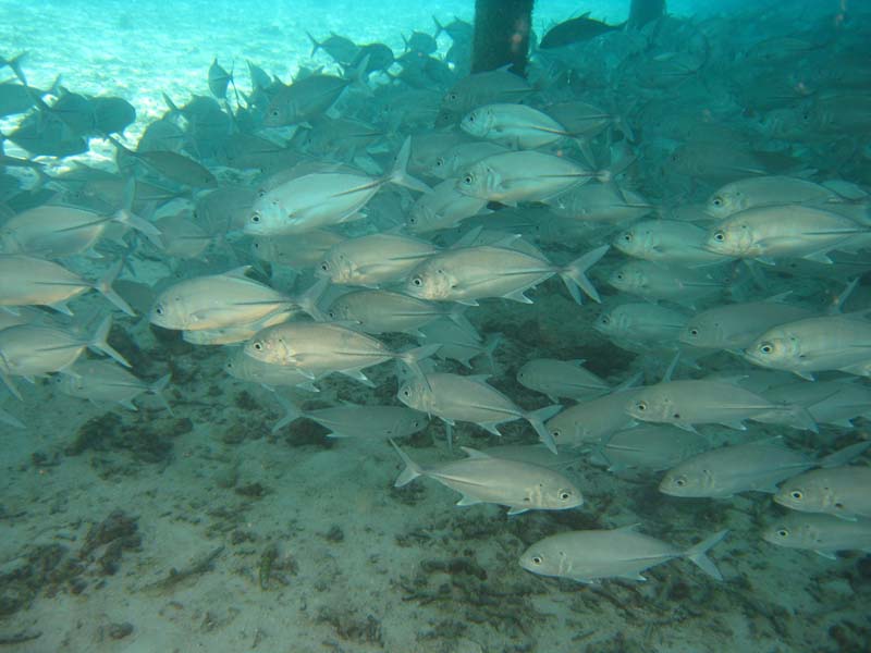 Malediven-Fihalhohi-0213-Grossaugen-Stachelmakrele