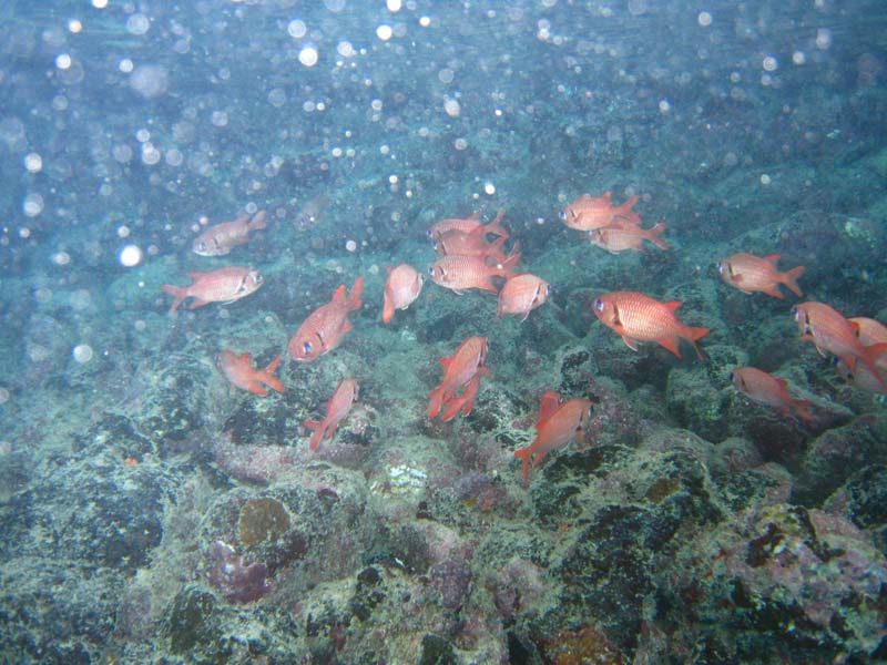 Malediven-Fihalhohi-0221-Soldatenfisch