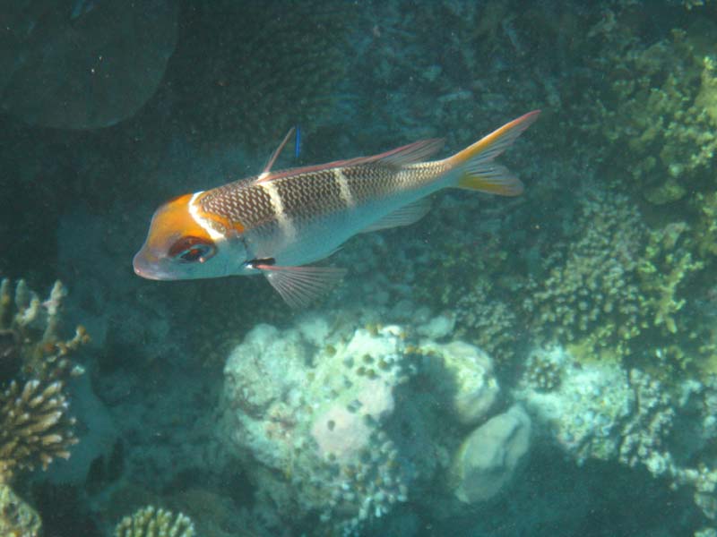 Malediven-Fihalhohi-0222-Grossaugen-Strassenkehrer