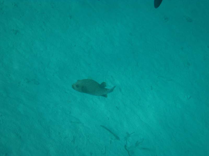 Malediven-Fihalhohi-0236-Schwarzfleck-Kugelfisch