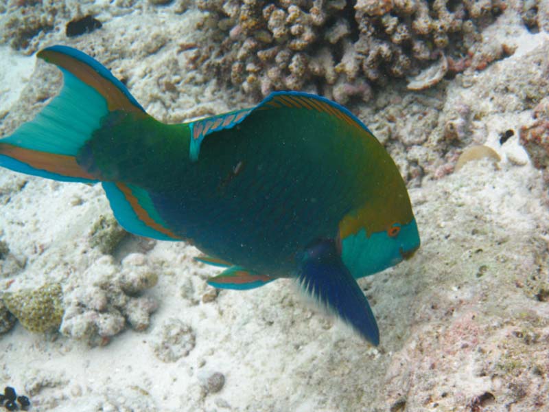 Malediven-Fihalhohi-0240-Kugelkopf-Papageifisch