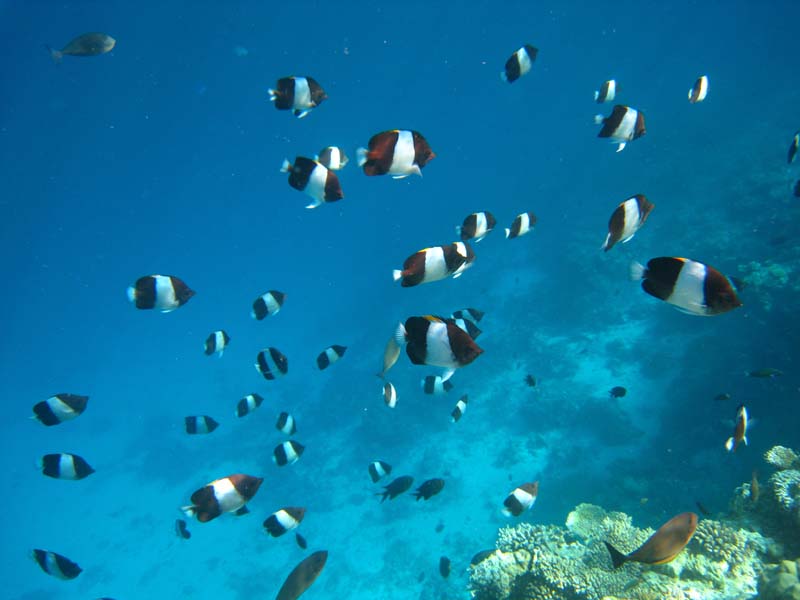 Malediven-Fihalhohi-0262-Schwarzer