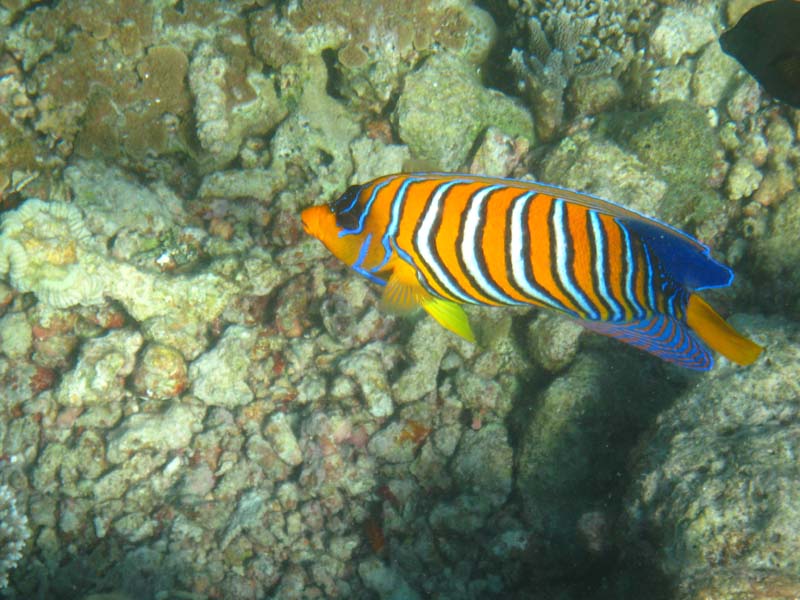 Malediven-Fihalhohi-0280-Pfauen-Kaiserfisch