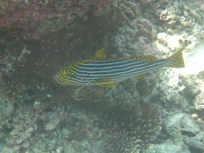 Malediven-Fihalhohi-0281-Orient-Suesslippe