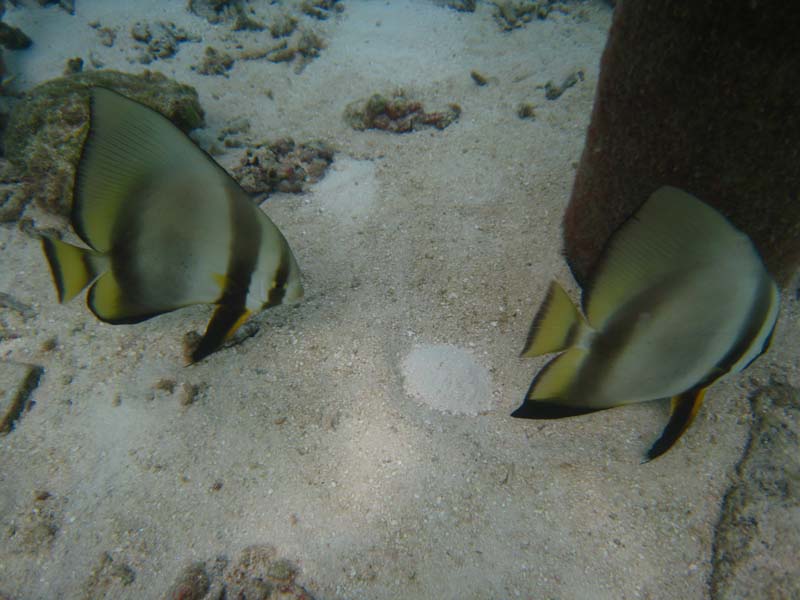 Malediven-Fihalhohi-0283-Fledermausfisch