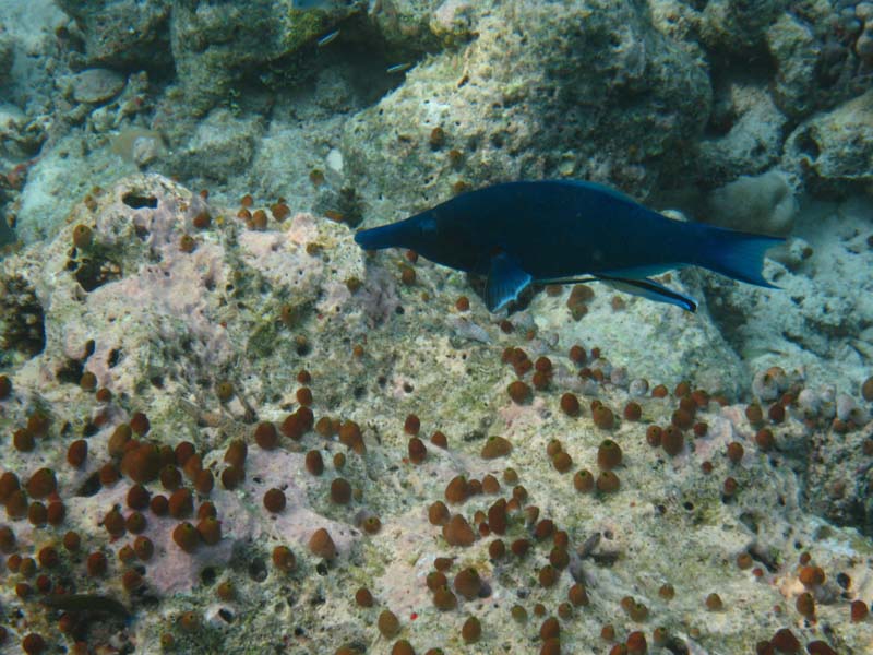 Malediven-Fihalhohi-0305-Vogel-Lippfisch