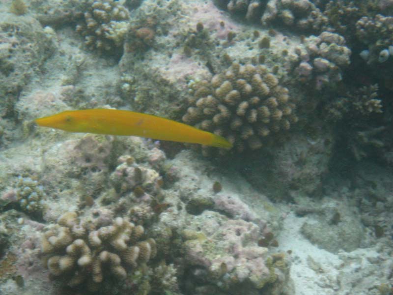 Malediven-Fihalhohi-0314-Gelbsattel-Meerbarbe