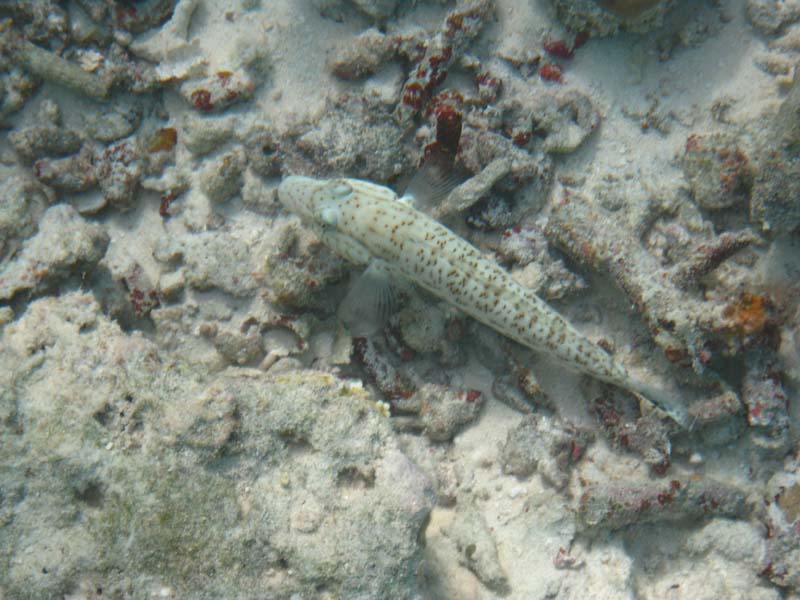 Malediven-Fihalhohi-0316-Sand-Eidechsenfisch