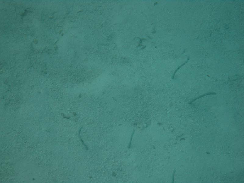 Malediven-Fihalhohi-0318-Ohrfleck-Roehrenaal