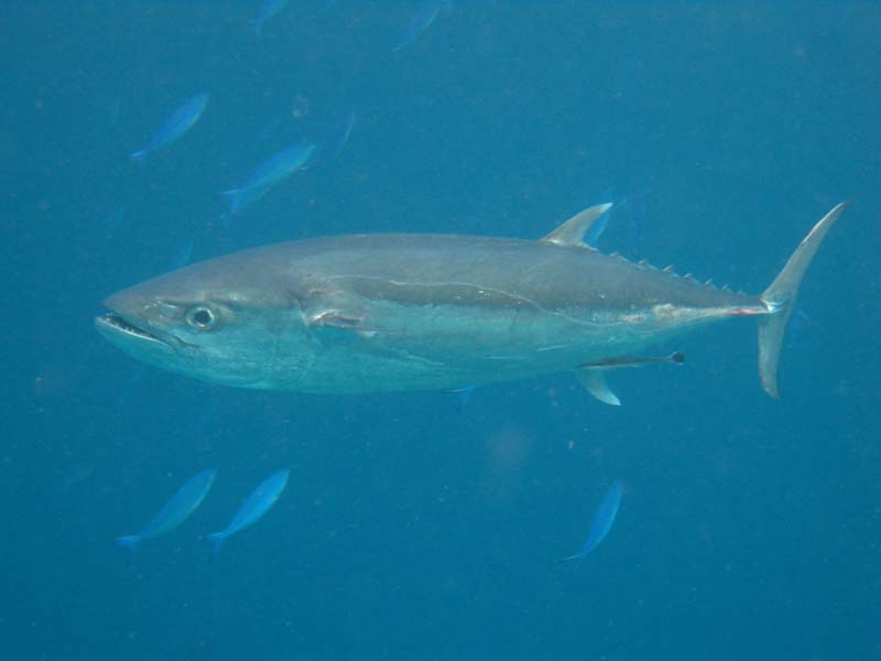 Malediven-Fihalhohi-0321-Hundezahn-Thunfisch