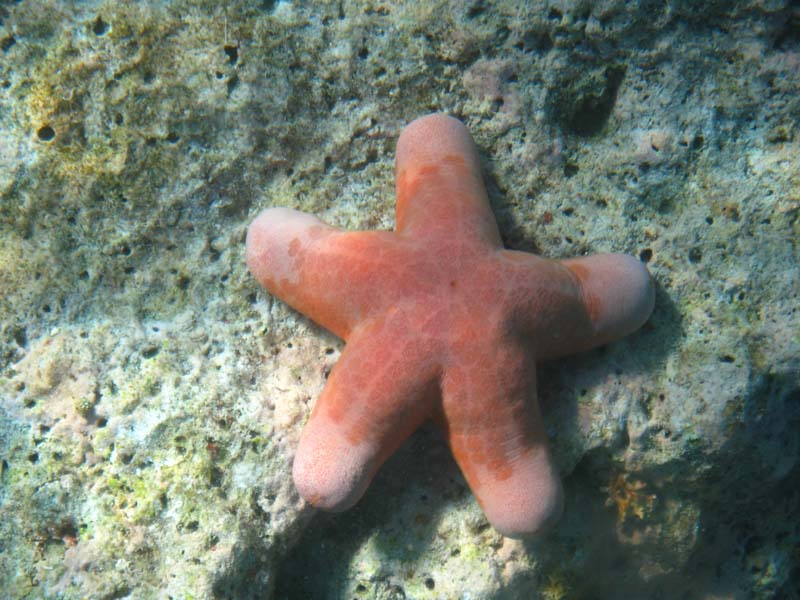 Malediven-Fihalhohi-0333-Dickarm-Seestern