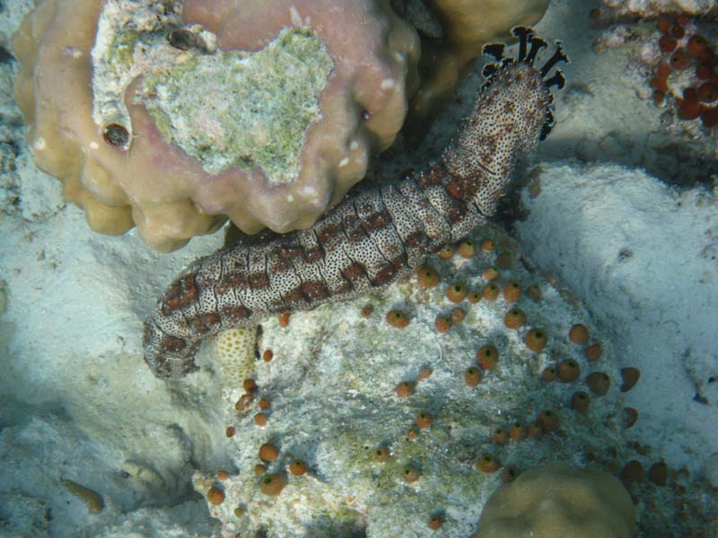 Malediven-Fihalhohi-0335-Warzenschnecke