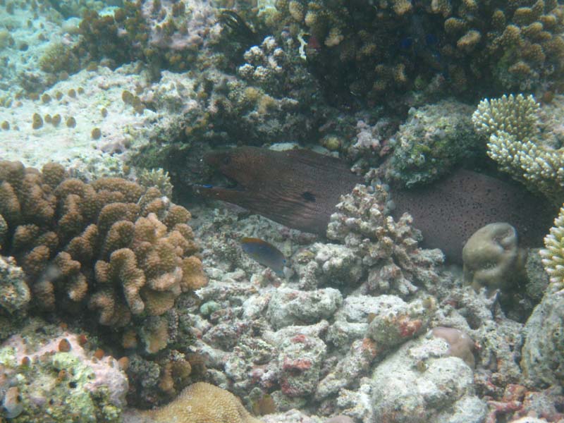 Malediven-Fihalhohi-0344-Riesenmuraene