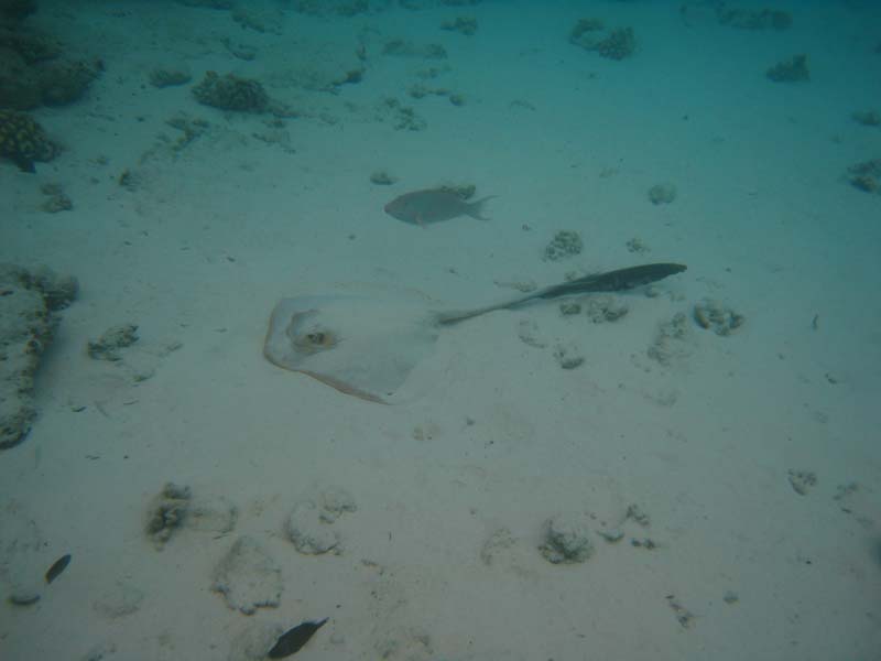 Malediven-Fihalhohi-0350-Federschwanz-Stechrochen