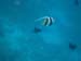 Malediven-Fihalhohi-0276-Riff-Wimpelfisch