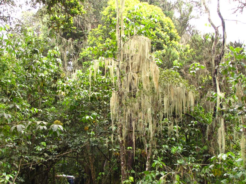 Tansania-0055-Bartflechten