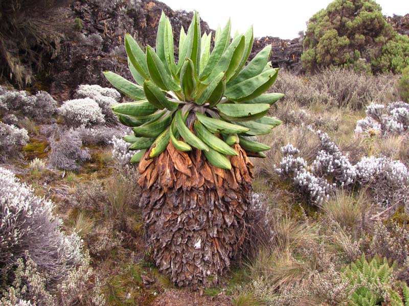 Tansania-0099-Riesenkreuzkraut