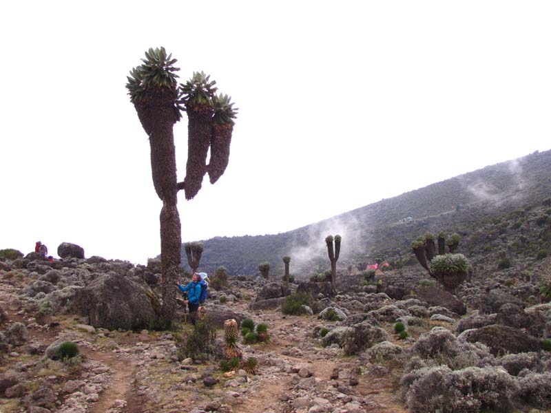 Tansania-0147-Riesenkreuzkraut