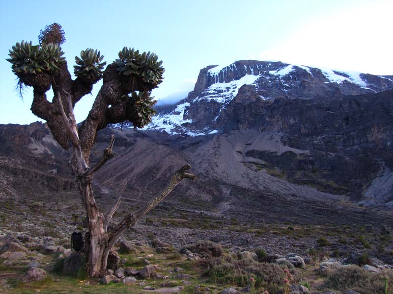 Tansania-0155-Riesenkreuzkraut