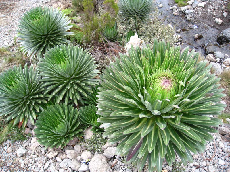 Tansania-0186-Lobelien