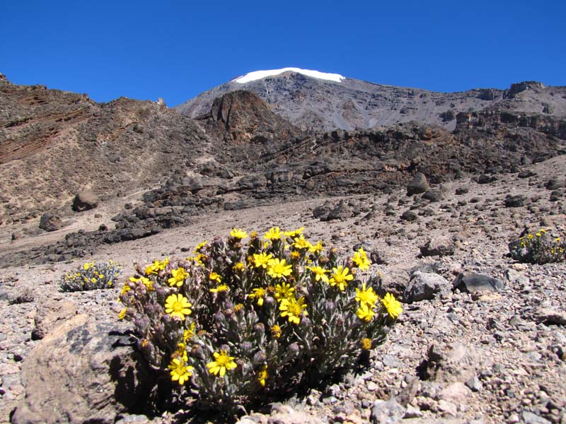 Tansania-0215-Alpine