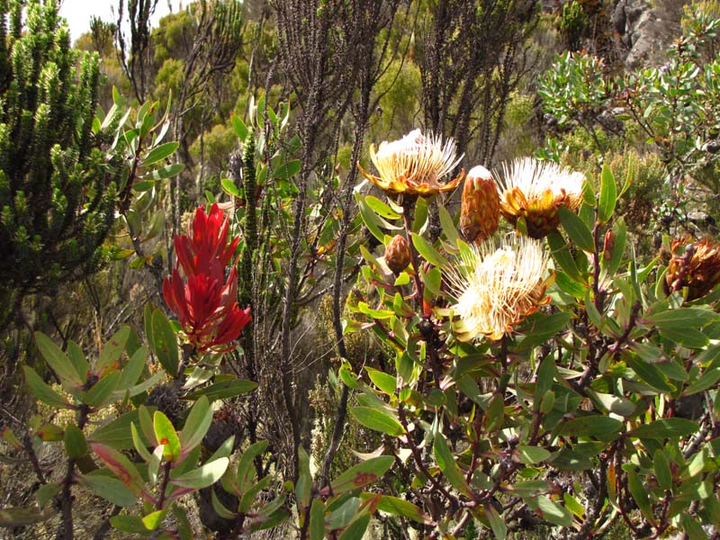 Tansania-0309-Protea