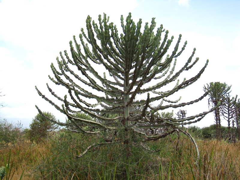 Tansania-0444-Euphorbie