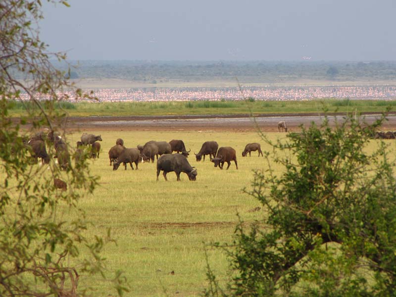 Tansania-0525-Bueffel
