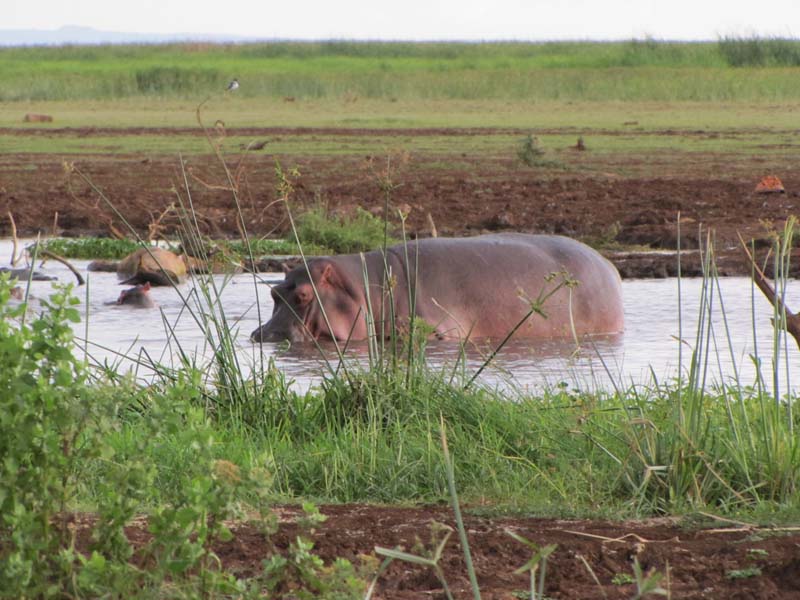 Tansania-0528-Nilpferd