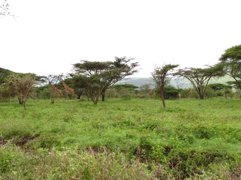 Tansania-0544-Giraffen