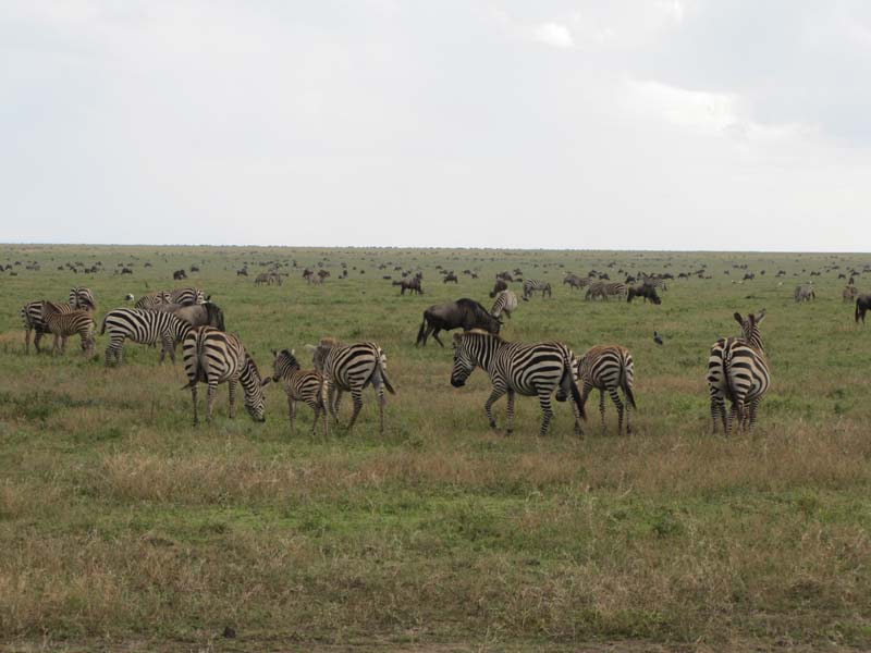 Tansania-0547c-Migration