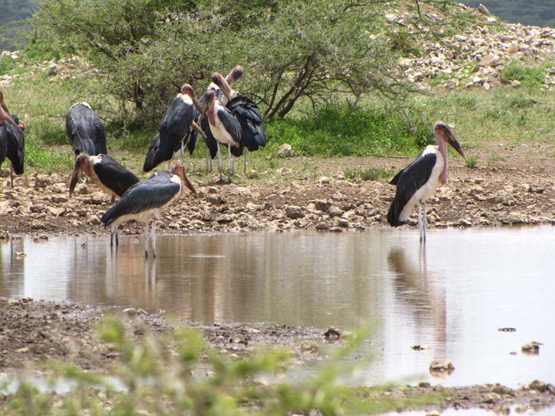Tansania-0553-Marabu