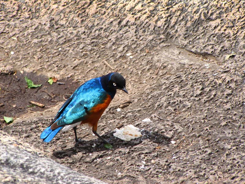 Tansania-0567-Glanzstar