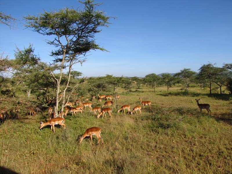 Tansania-0600-Impalas