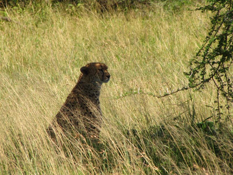Tansania-0604-Gepard