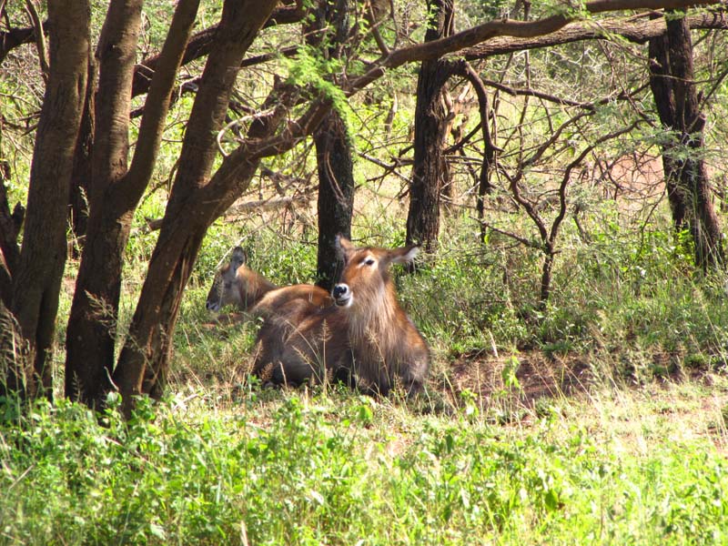 Tansania-0606-Wasserbock