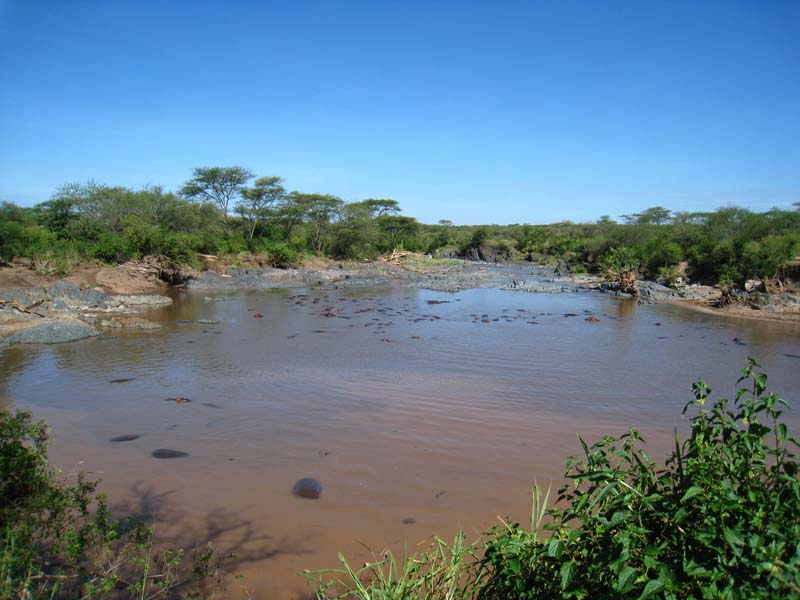 Tansania-0608-Hippo-Pool