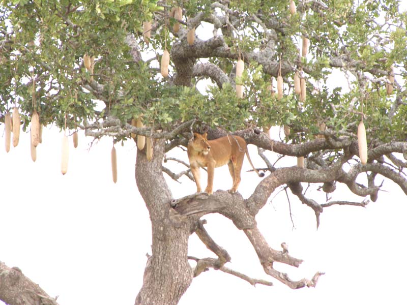 Tansania-0641-Loewin