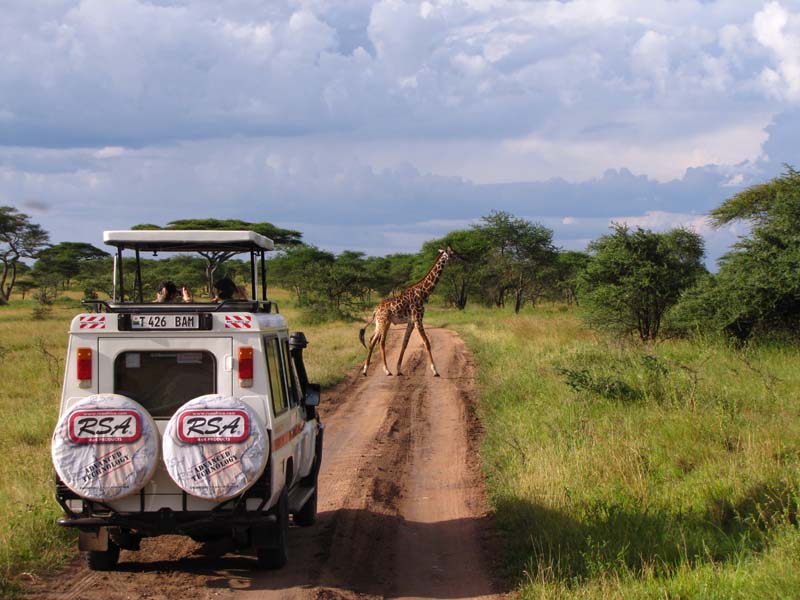 Tansania-0677-Giraffe